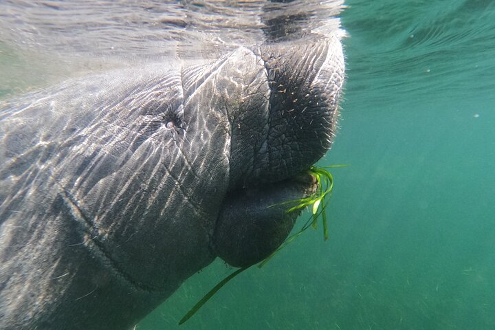 Crystal River: Private Manatee Swim With Heated Boat(Free Photos) - Photo 1 of 2